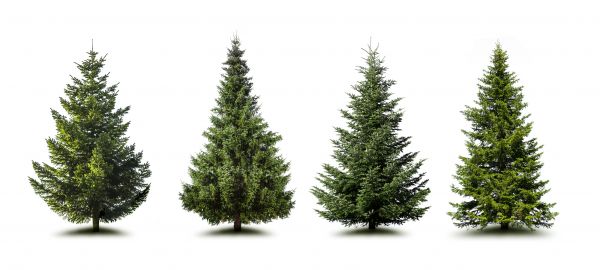 Cost of Pine Tree Trimming in Port Angeles