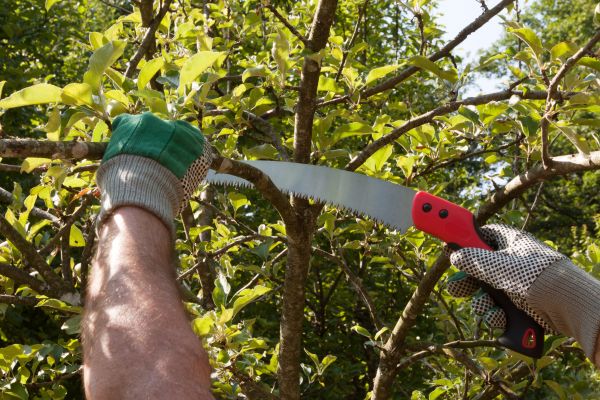 Apple Tree Trimming in Port Angeles