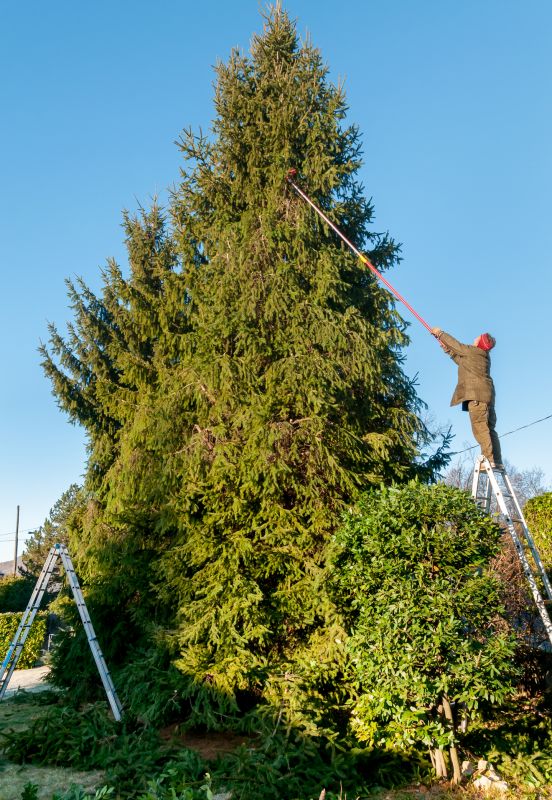 Cedar Tree Trimming
