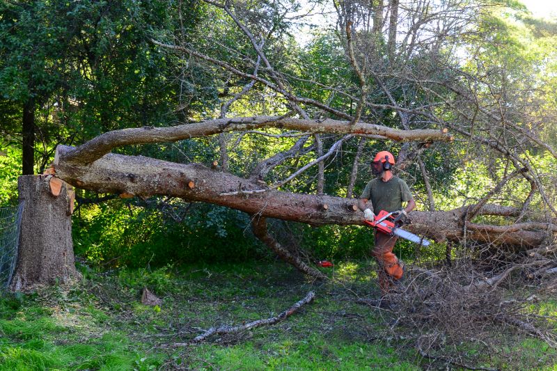 Emergency Tree Removal Equipment