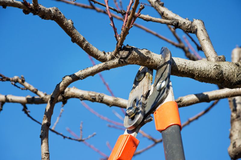 Spring Tree Pruning