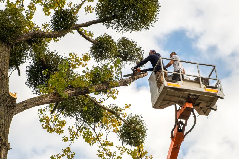 Summer Tree Maintenance